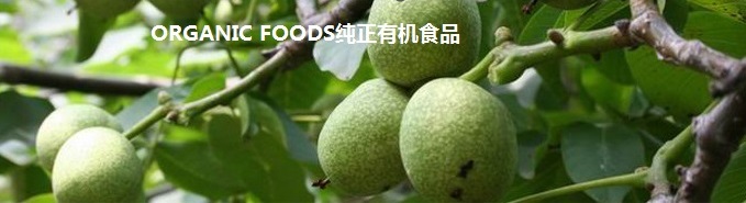 核桃树Walnut tree