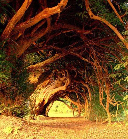 威尔士西部（West Wales）1000年的老红豆杉树。