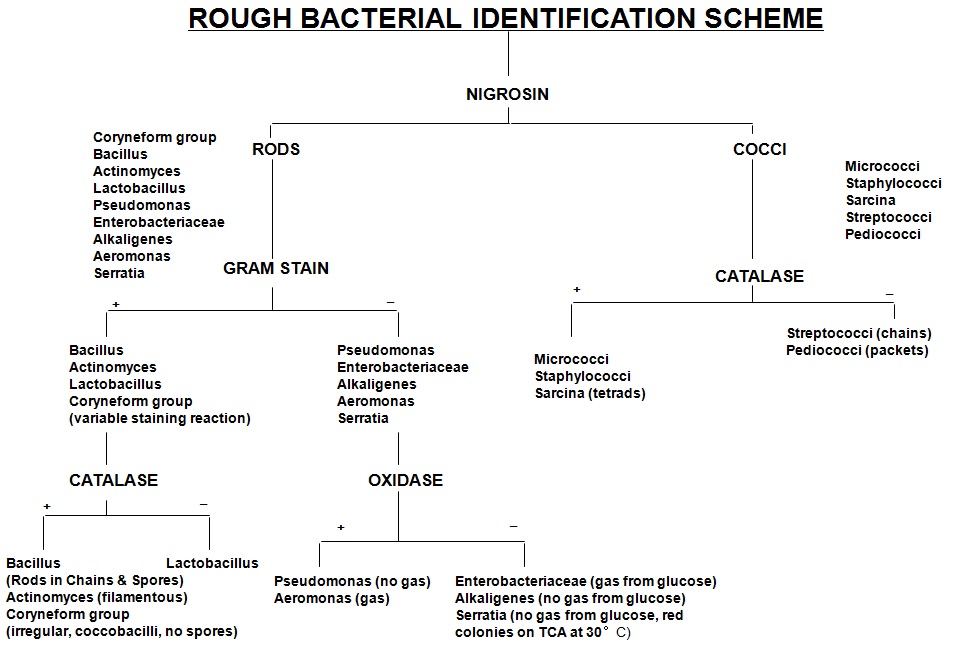The identification of bacteria frequently found in dairy industry