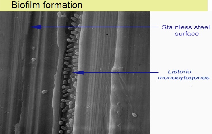 Biofilm on the surface of stainless steel