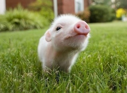 lovely pig