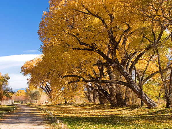 New mexico