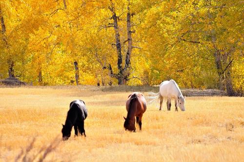 新疆秋马Horses in golden trees of Xin Jiang