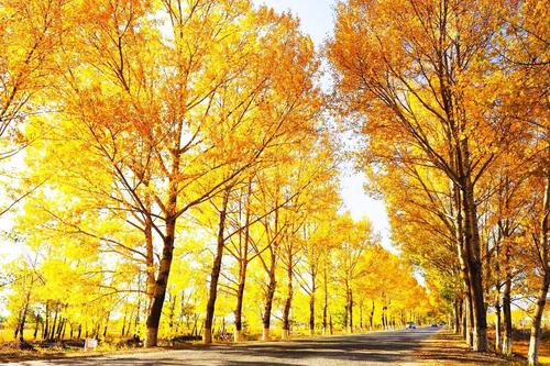 新疆金秋Golden Autumn in Xin Jiang