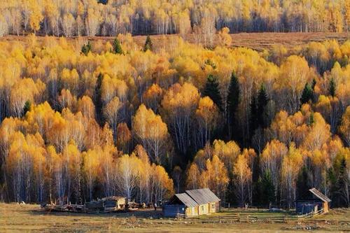 新疆秋林Autumn Forest in Xin Jiang